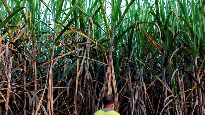 Bernardo, a man in his 30s, was born in a quilombo (Afro-Brazilian) community of around 60, men, women, and children in Minas Gerais State, southeast Brazil. Bernardo told Human Rights Watch that he feels powerless against aerial spraying of pesticides. “