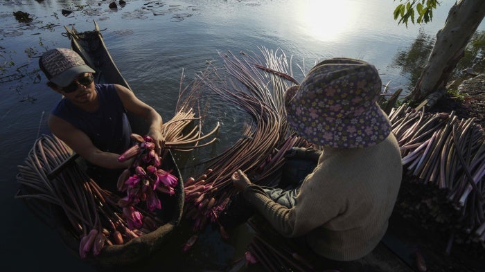 A family collects water lilies from Boeung Tamok lake to sell at the market, Phnom Penh, Cambodia, January 14, 2025.